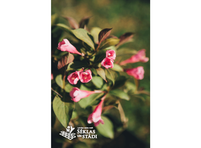 Weigela   'Victoria'